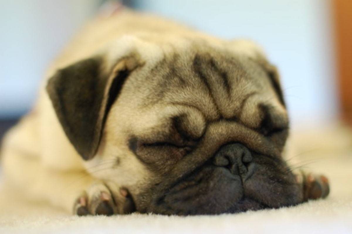 Puppy sleeping on the floor.