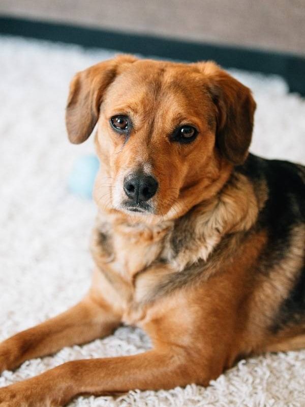 Sage laying on white carpet.